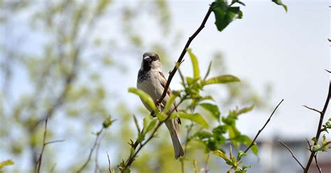 庭 鳥|初心者や子どもにもできる身近な野鳥観察―住宅街で。